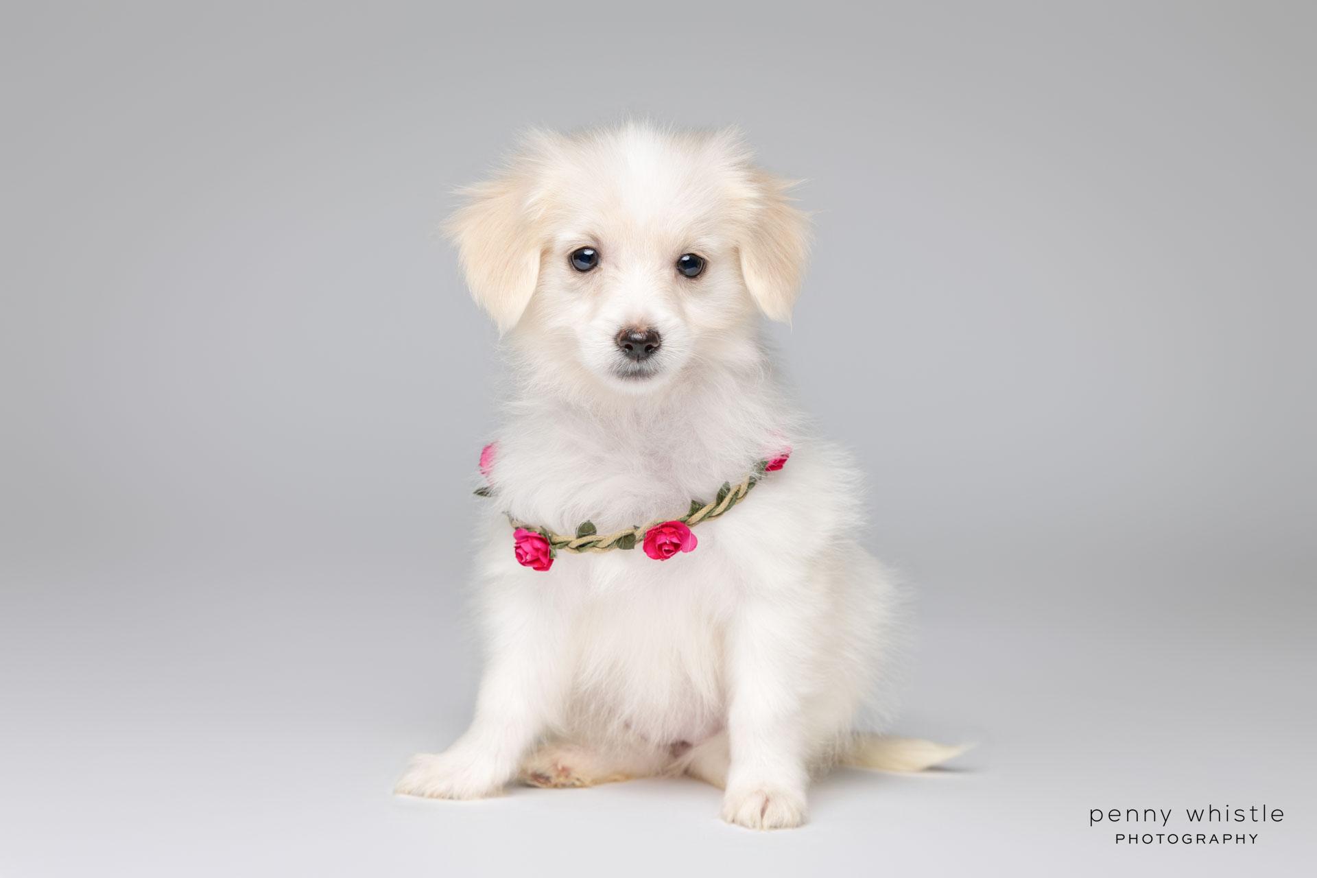 Darby, an adopted mixed breed in Coppell, TX image 1/4