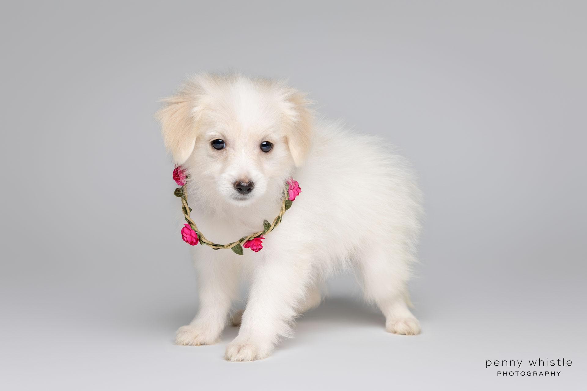 Darby, an adopted mixed breed in Coppell, TX image 4/4