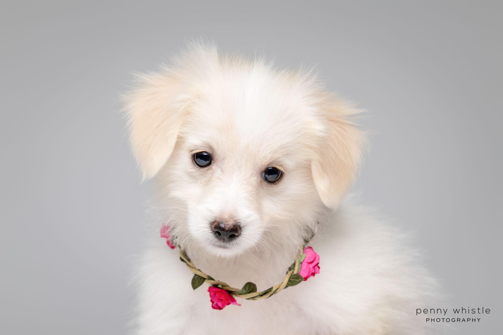 Darby, an adopted mixed breed in Coppell, TX image 2/4