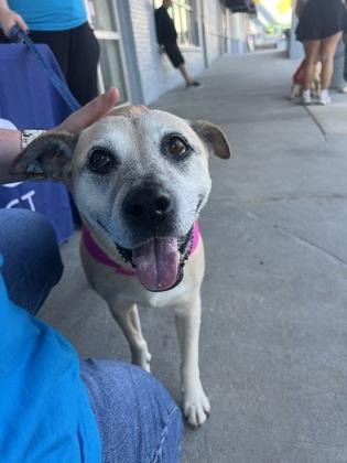 Tise, Adoptable, Senior Female Labrador Retriever & Mixed Breed.
