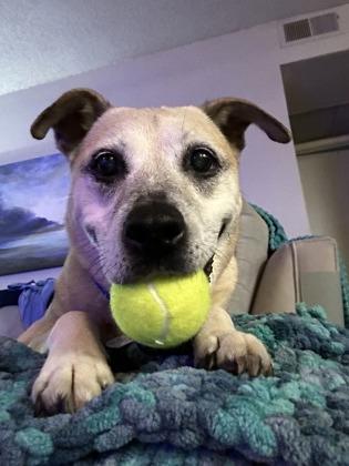 Tise, a Adoptable mixed breed in Atlanta, GA image 2/3
