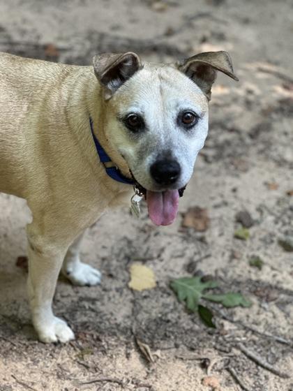 Tise, a Adoptable mixed breed in Atlanta, GA image 3/3