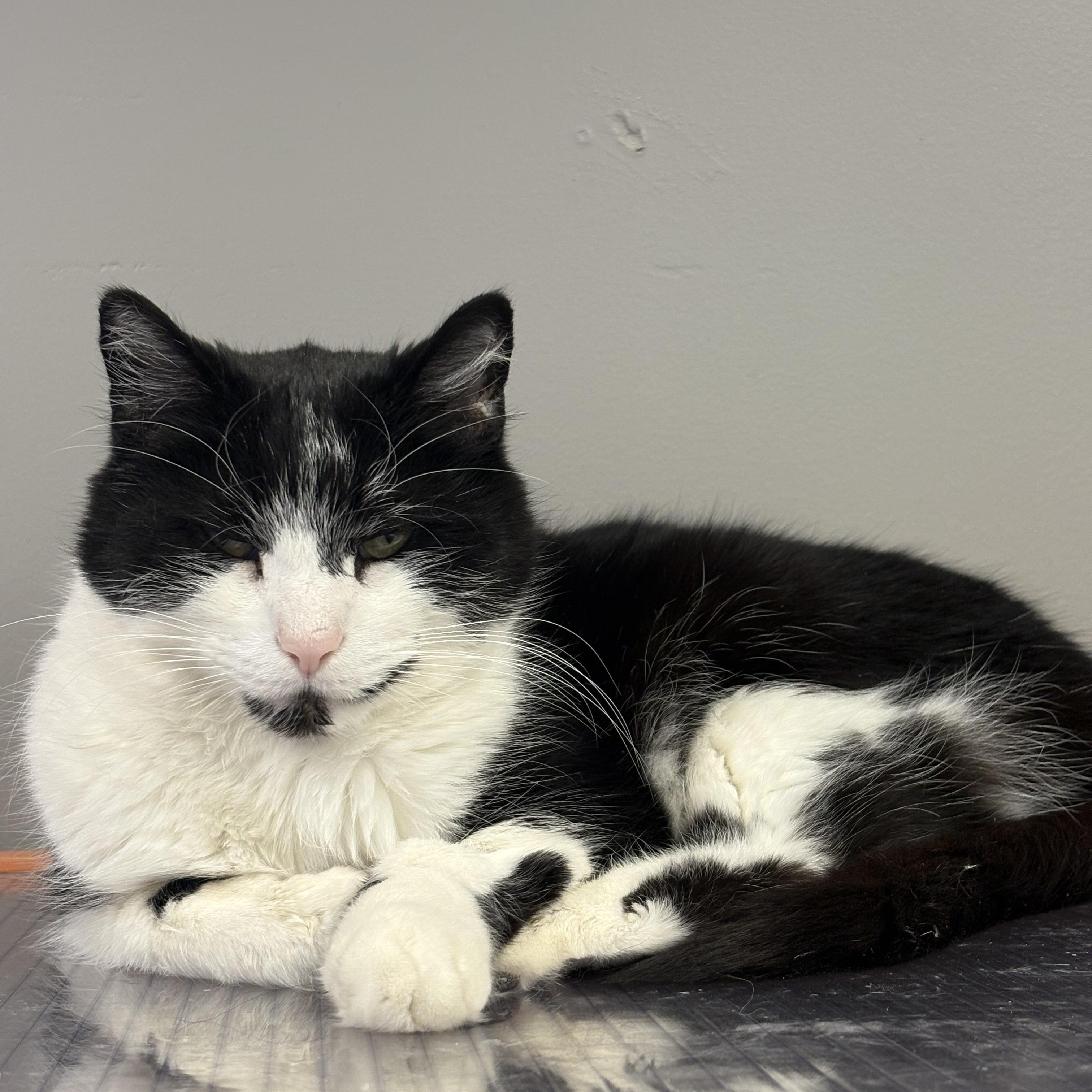 Tito, adoptable, Adult Male Domestic Short Hair.