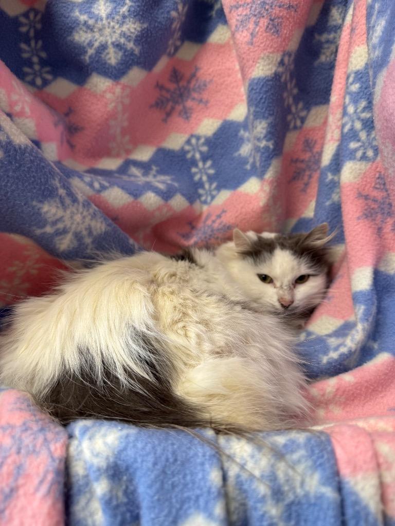 Mousse, Adoptable, Young Female Domestic Medium Hair.