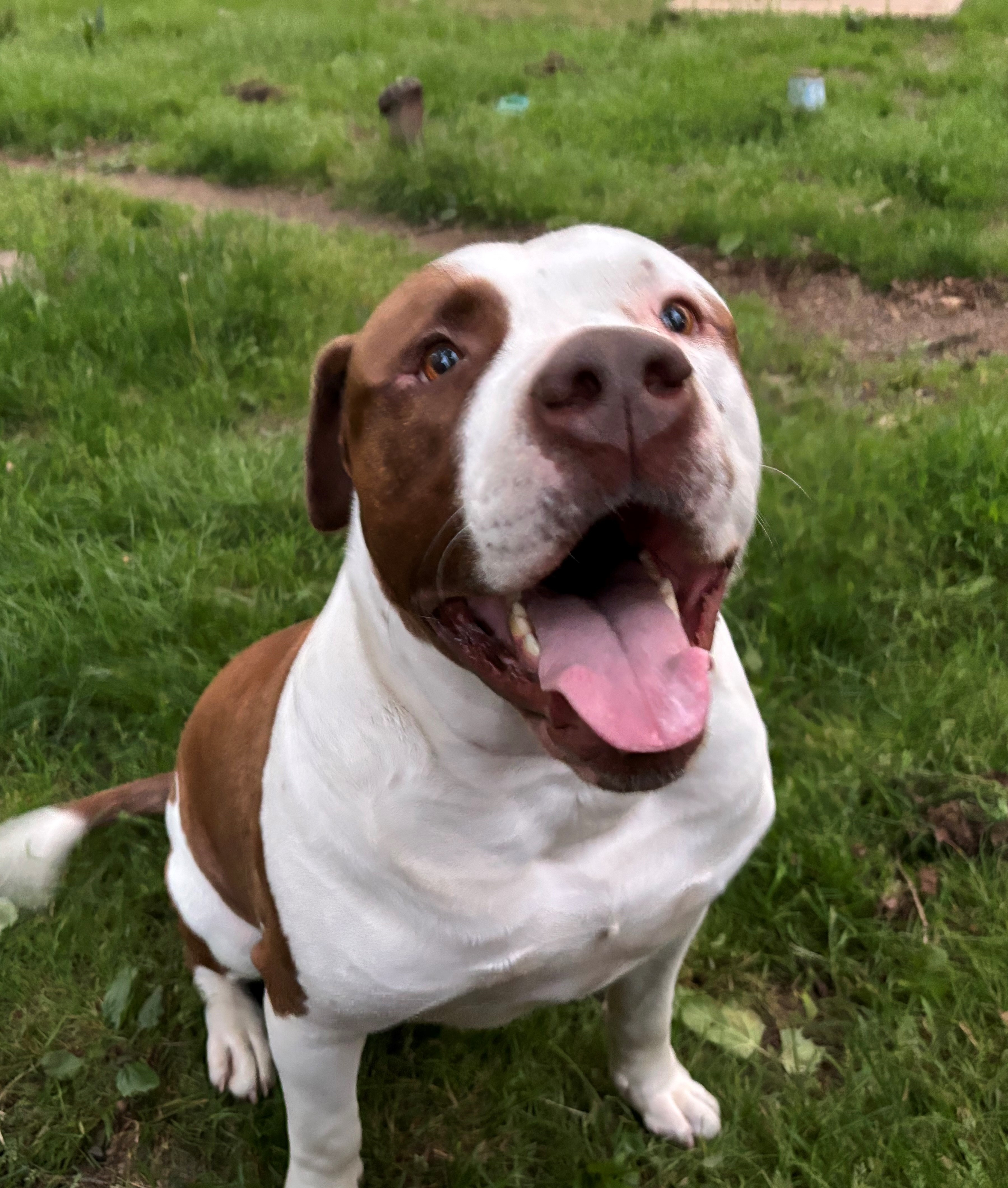 Enlarge Clyde, a Adoptable mixed breed in Perkasie, PA image 1/4
