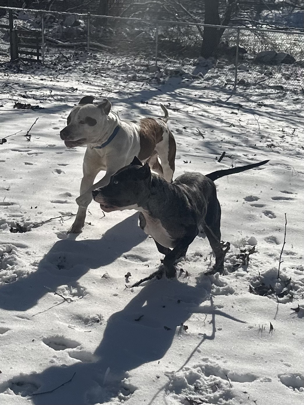 Clyde, Adoptable, Adult Male American Bulldog & Labrador Retriever.
