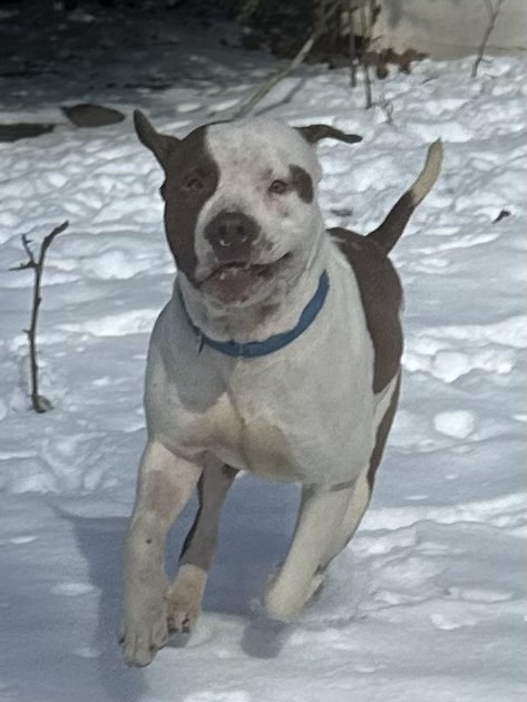 Enlarge Clyde, a Adoptable mixed breed in Perkasie, PA image 3/4