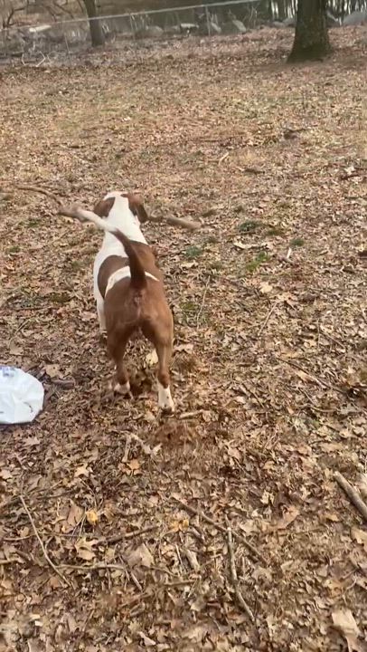 Enlarge Clyde, a Adoptable mixed breed in Perkasie, PA video 4/4