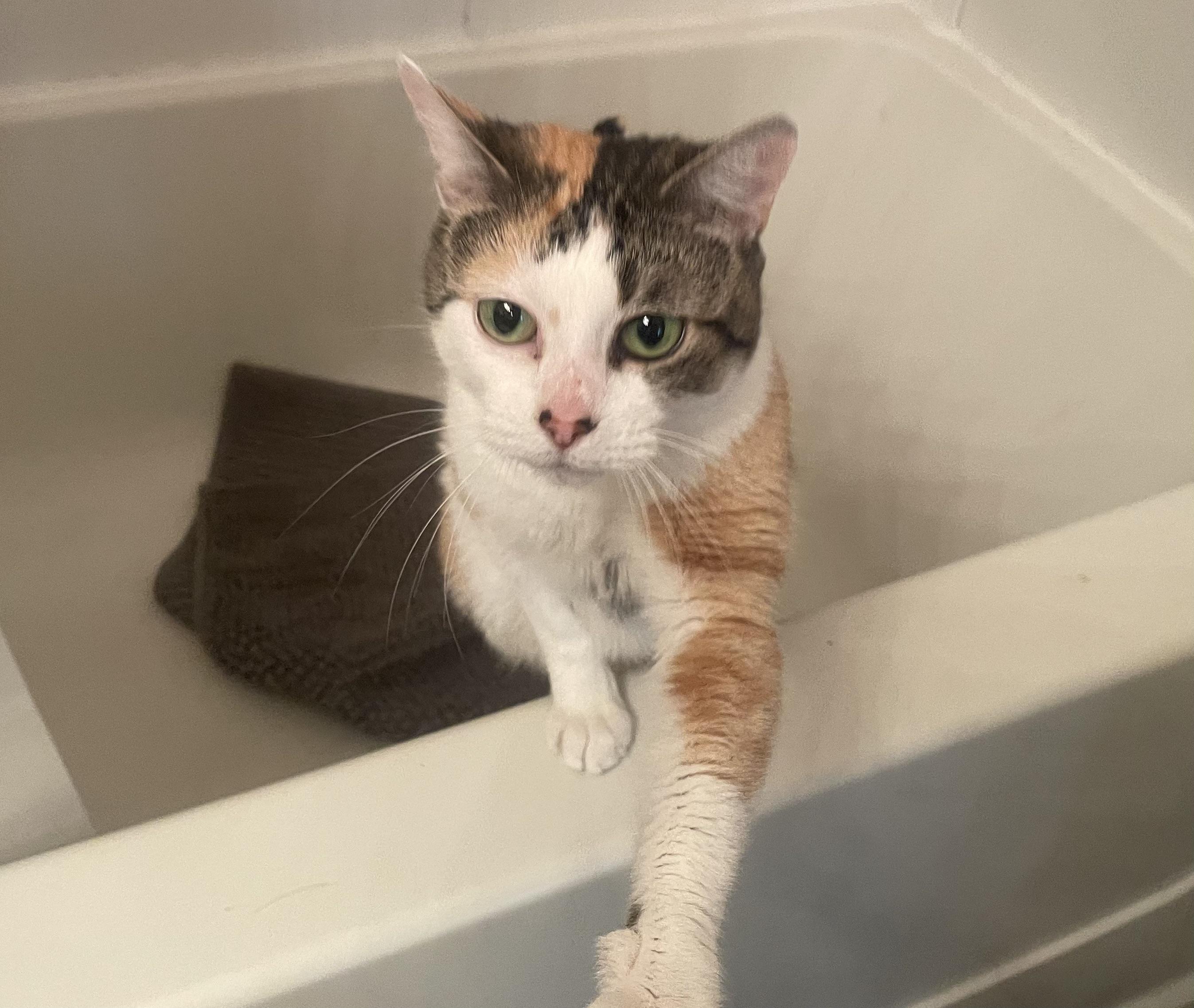 Miley (super sweet), a ADOPTABLE Calico in Middlebury, CT image 2/6