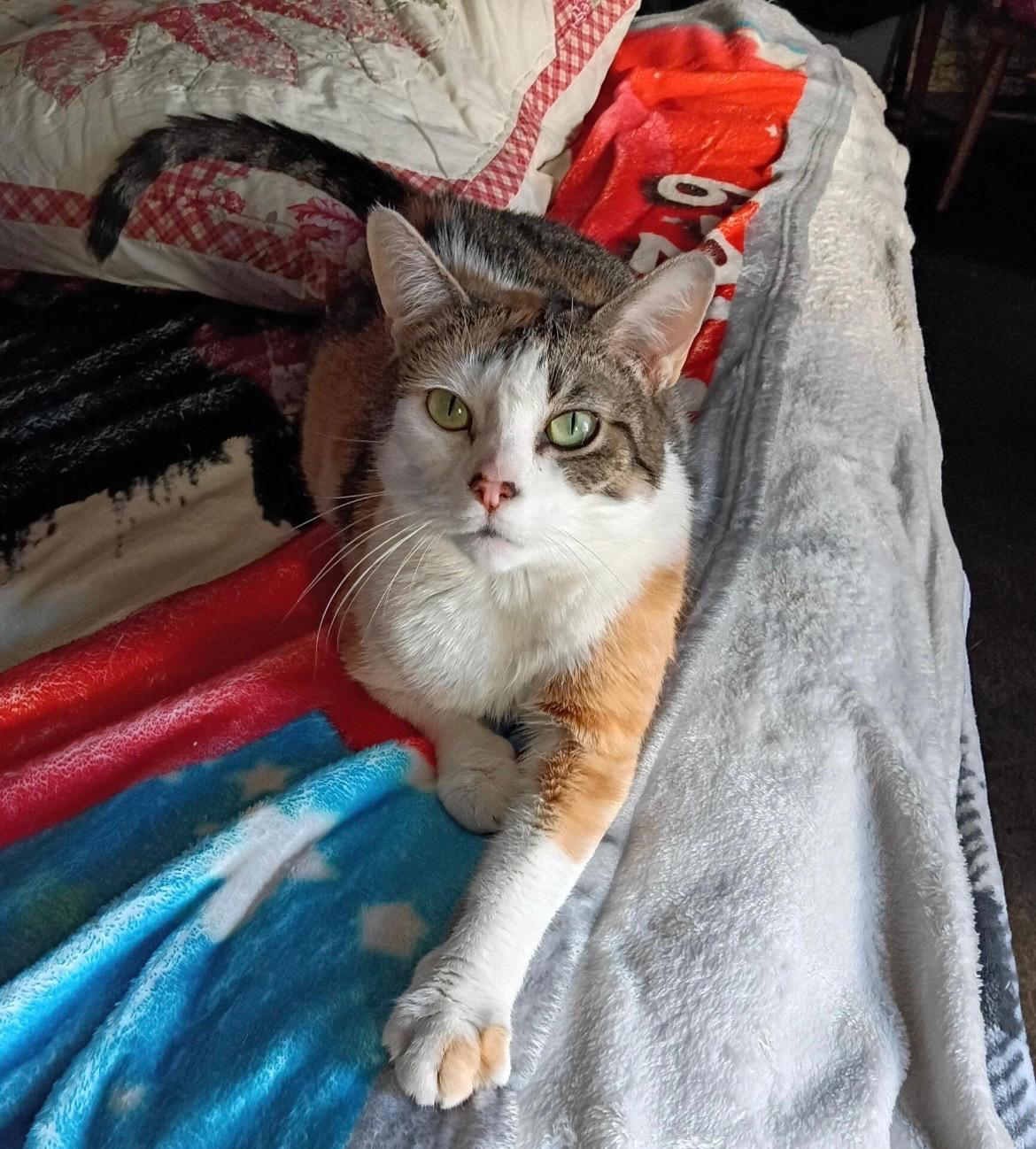 Miley (super sweet), ADOPTABLE, Adult Female Calico.
