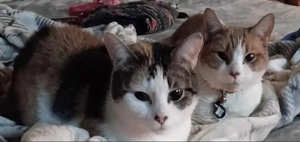 Miley (super sweet), a ADOPTABLE Calico in Middlebury, CT image 5/6