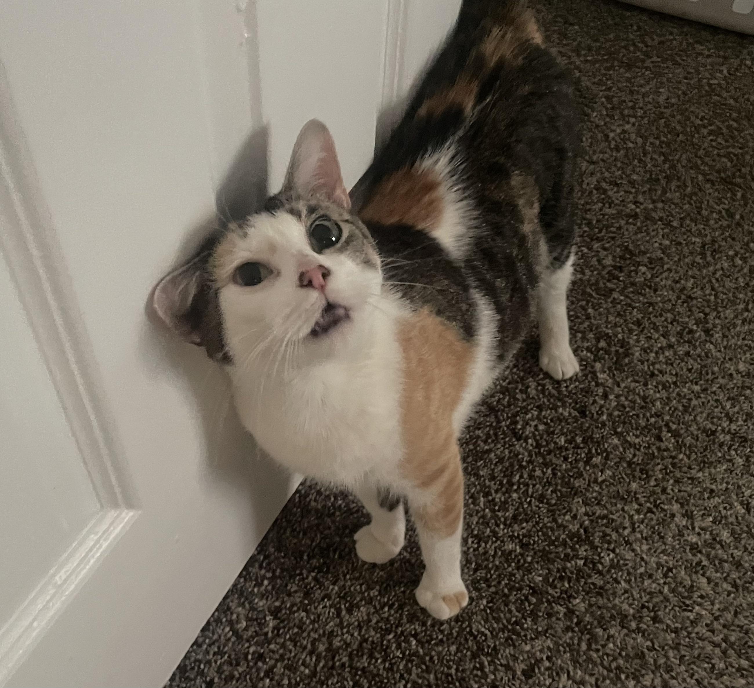 Miley (super sweet), a ADOPTABLE Calico in Middlebury, CT image 3/6