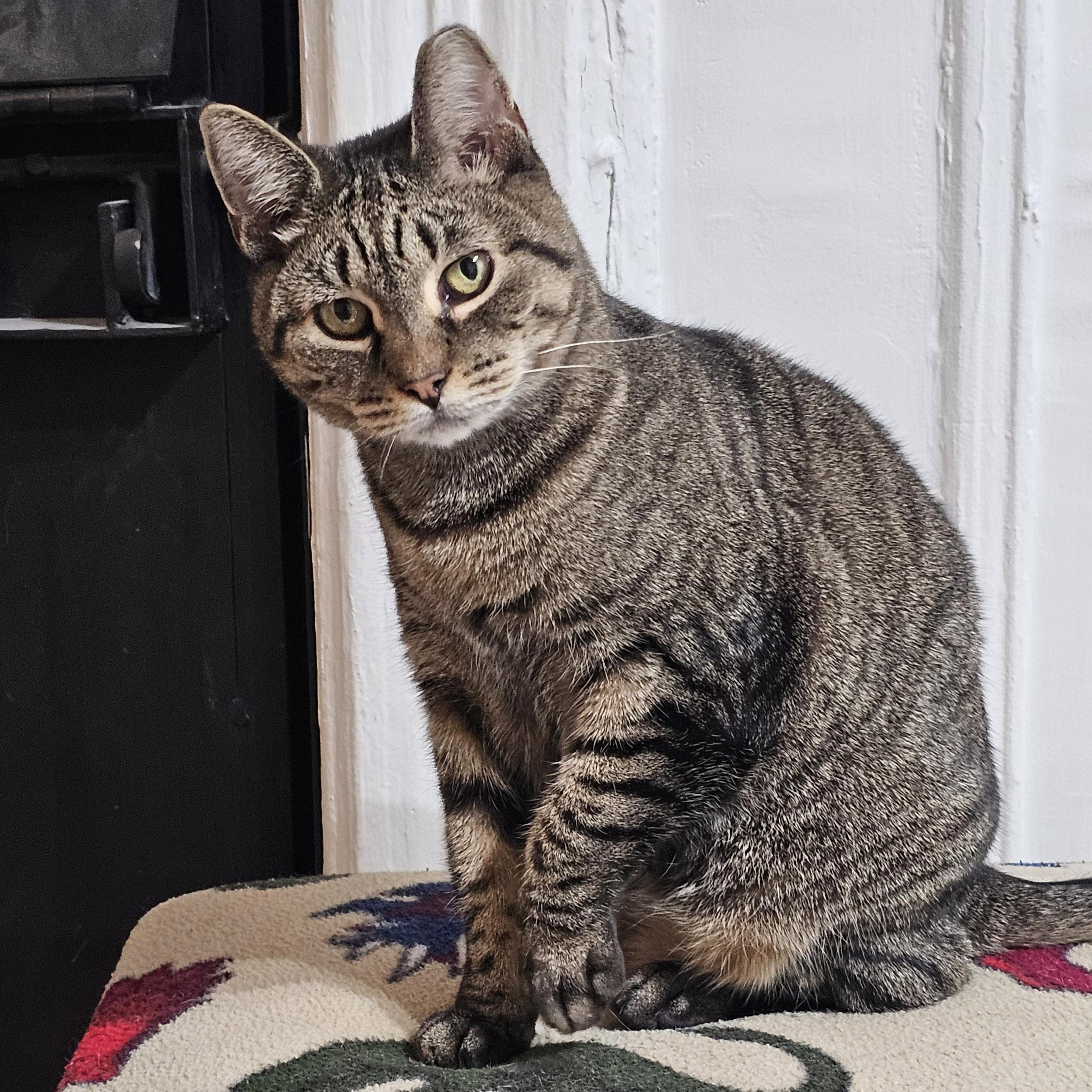 Enlarge Loretta, a ADOPTABLE Tabby in Brooklyn, NY image 1/4