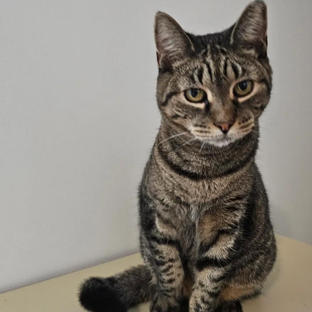 Enlarge Loretta, a ADOPTABLE Tabby in Brooklyn, NY image 2/4