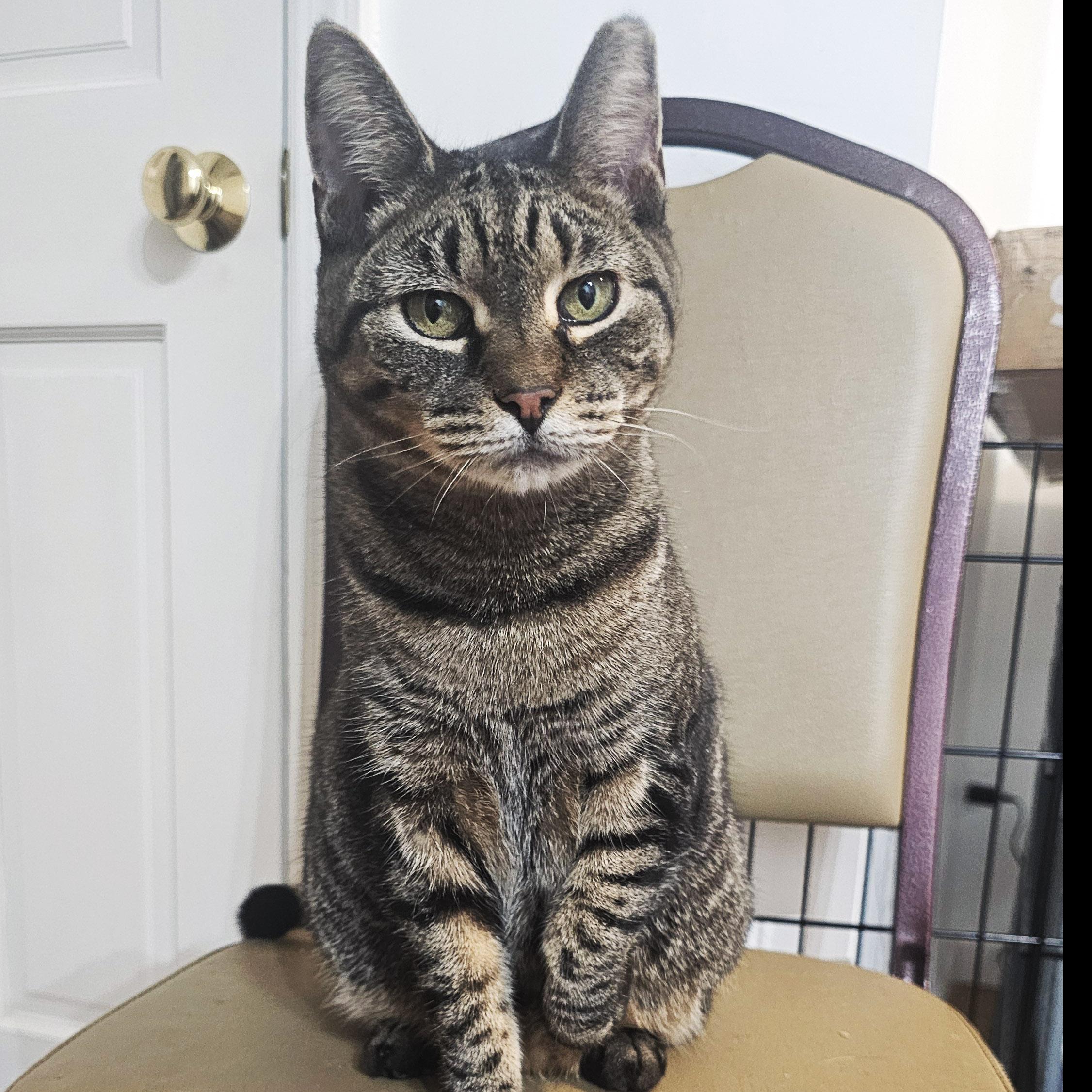 Enlarge Loretta, a ADOPTABLE Tabby in Brooklyn, NY image 3/4