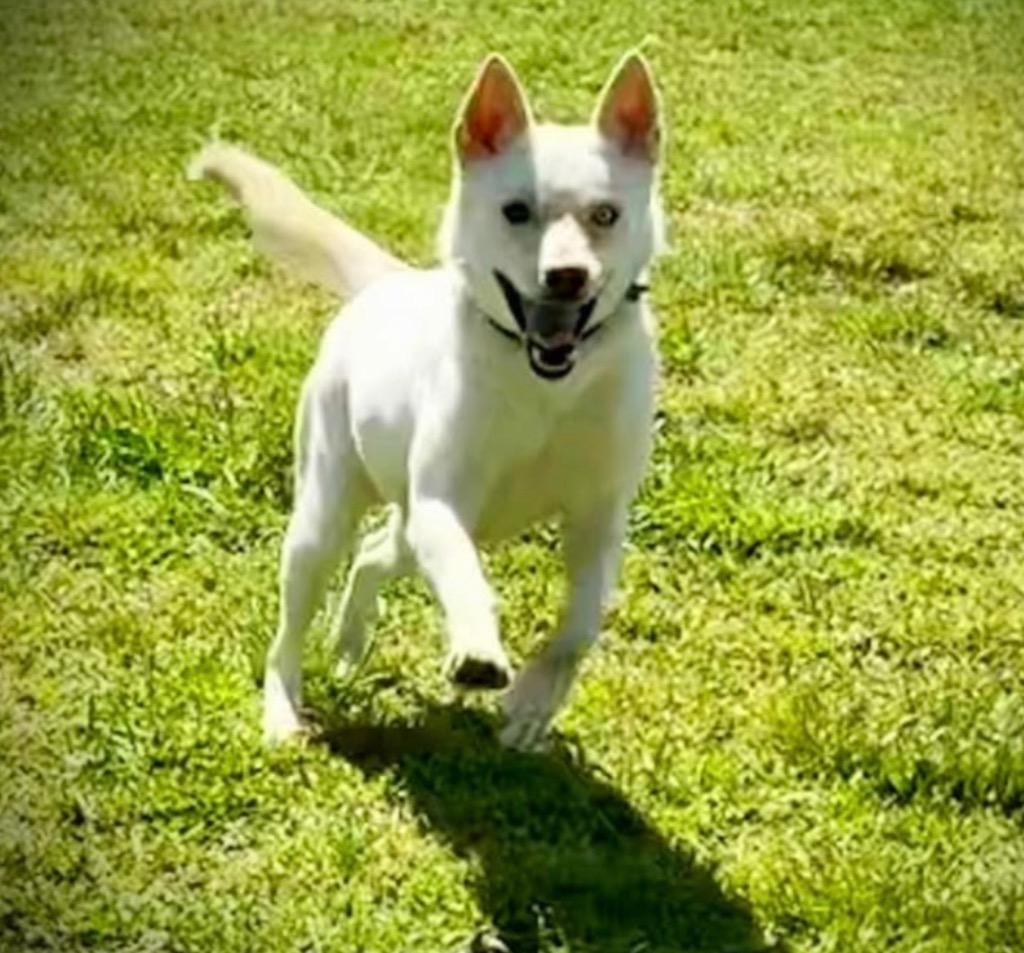 Astrid, a Adoptable mixed breed in Dalton, GA image 3/6