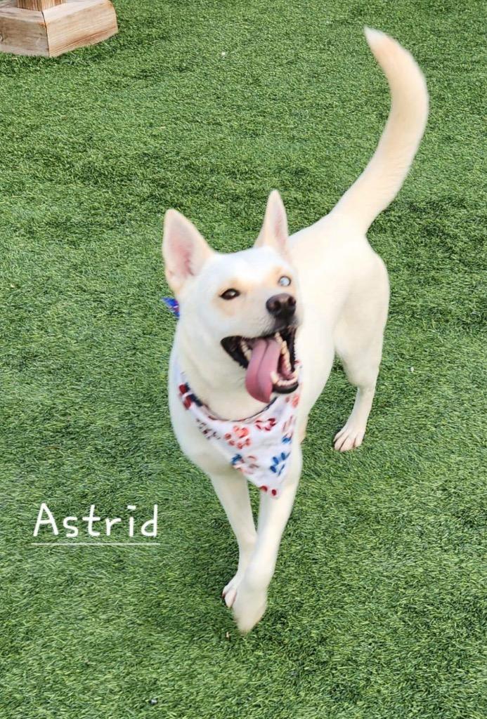 Astrid, a Adoptable mixed breed in Dalton, GA image 6/6