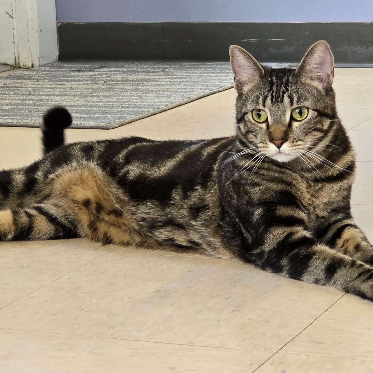 Salem, a Adoptable Domestic Short Hair in Warwick, RI image 2/5