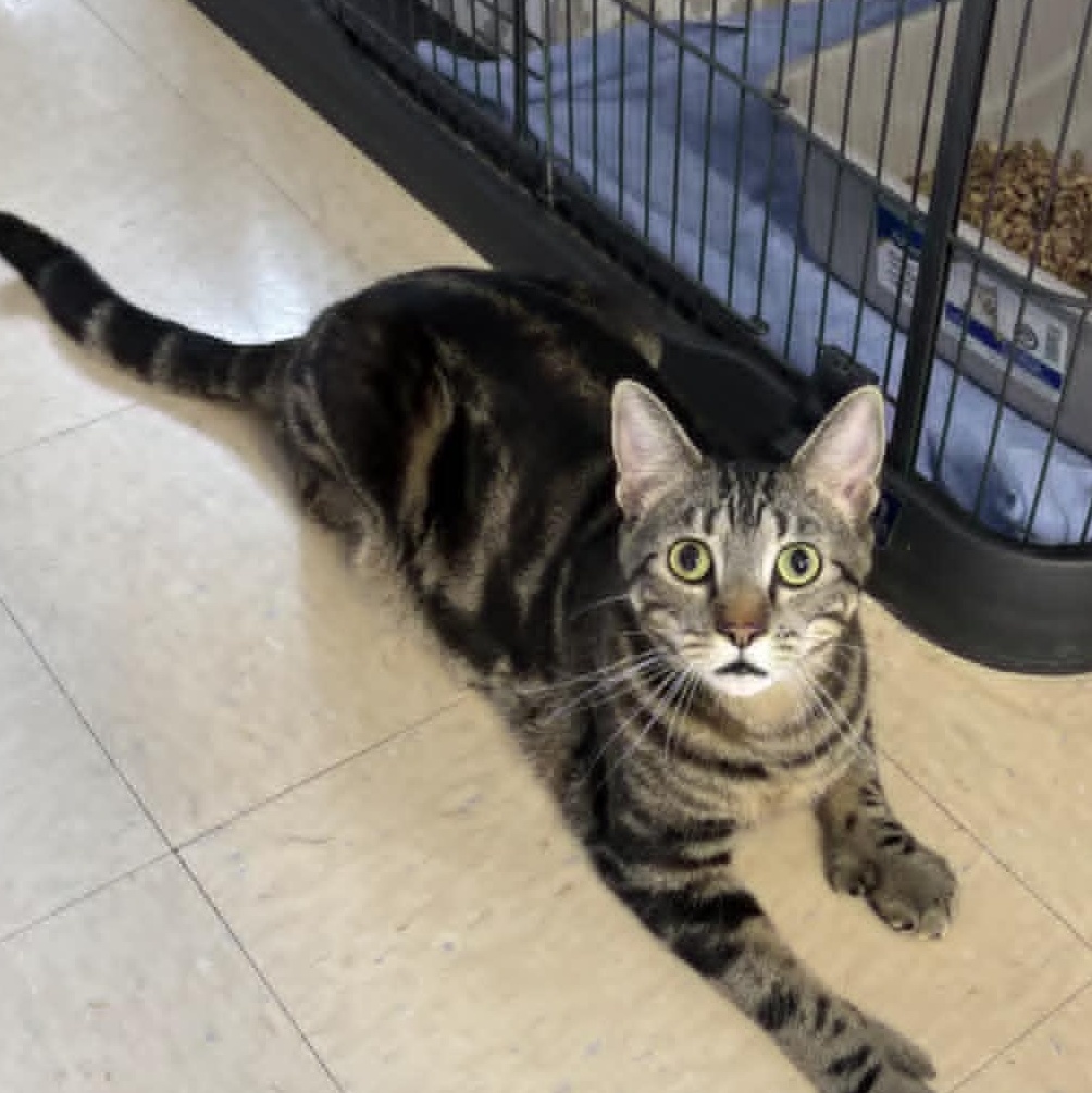 Salem, Adoptable, Young Male Domestic Short Hair.