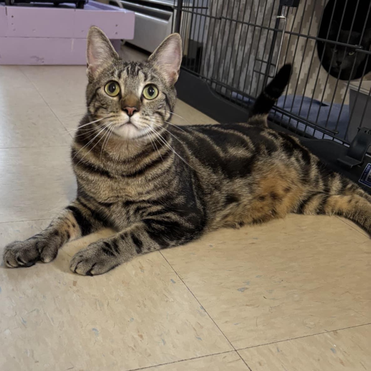 Salem, a Adoptable Domestic Short Hair in Warwick, RI image 3/5