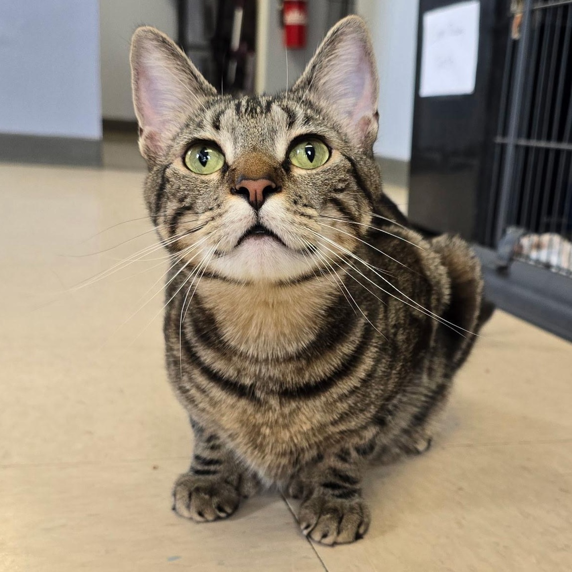 Salem, a Adoptable Domestic Short Hair in Warwick, RI image 4/5