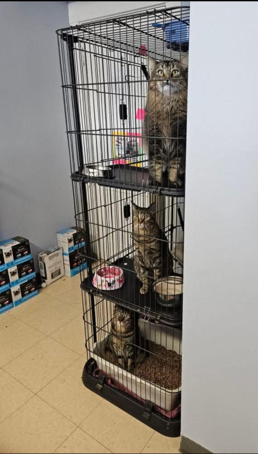 Salem, a Adoptable Domestic Short Hair in Warwick, RI image 5/5