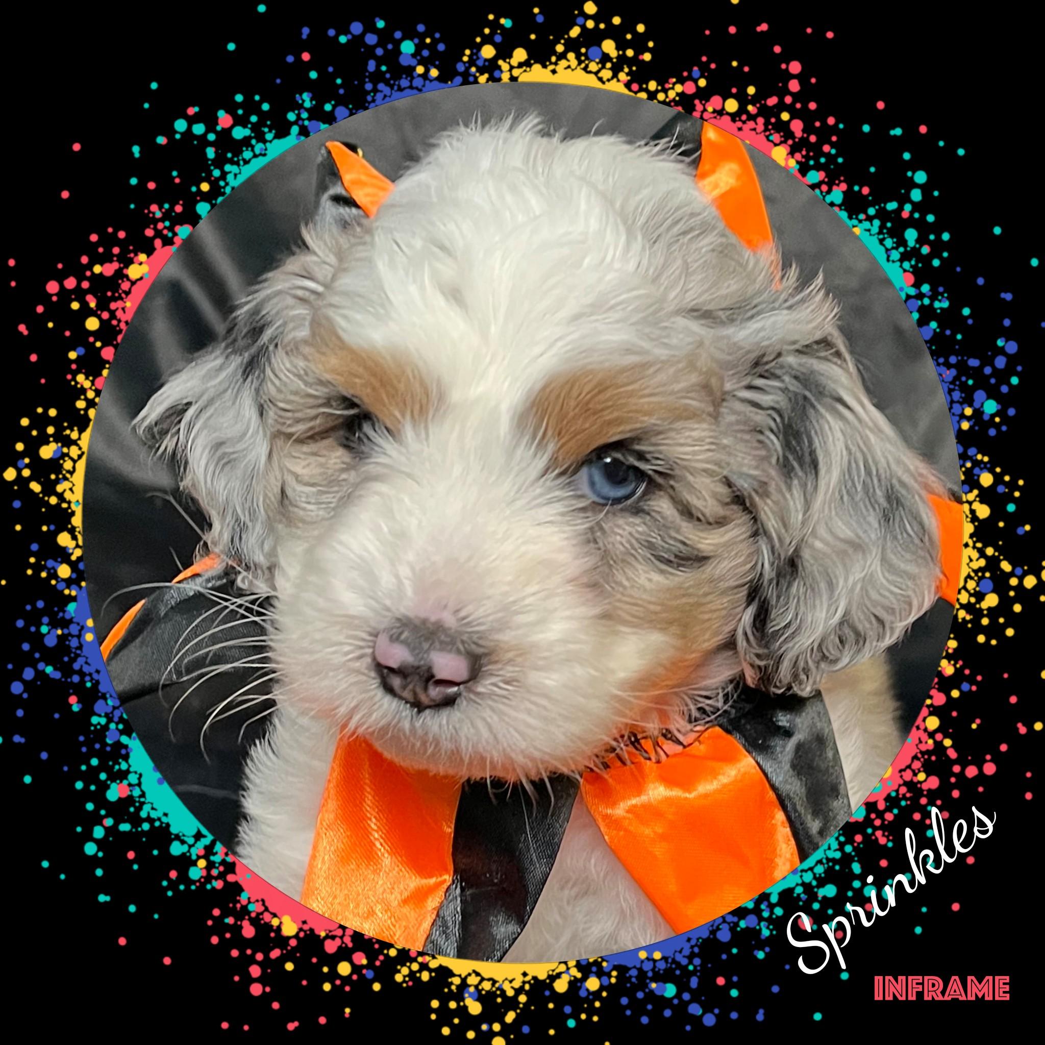 Sprinkles