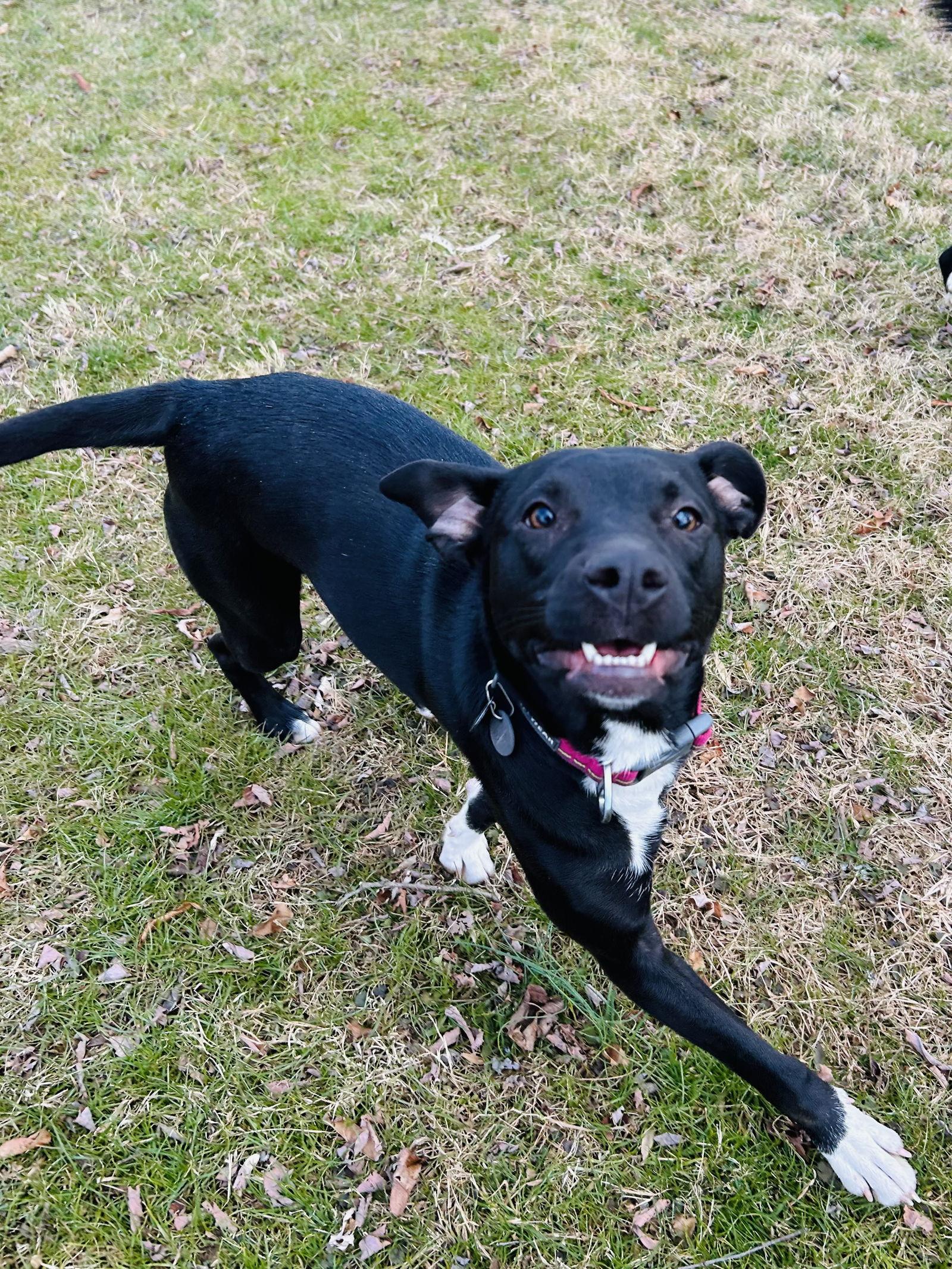 Enlarge SOCKS, a Adoptable Labrador Retriever in Elizabethtown, PA image 2/3