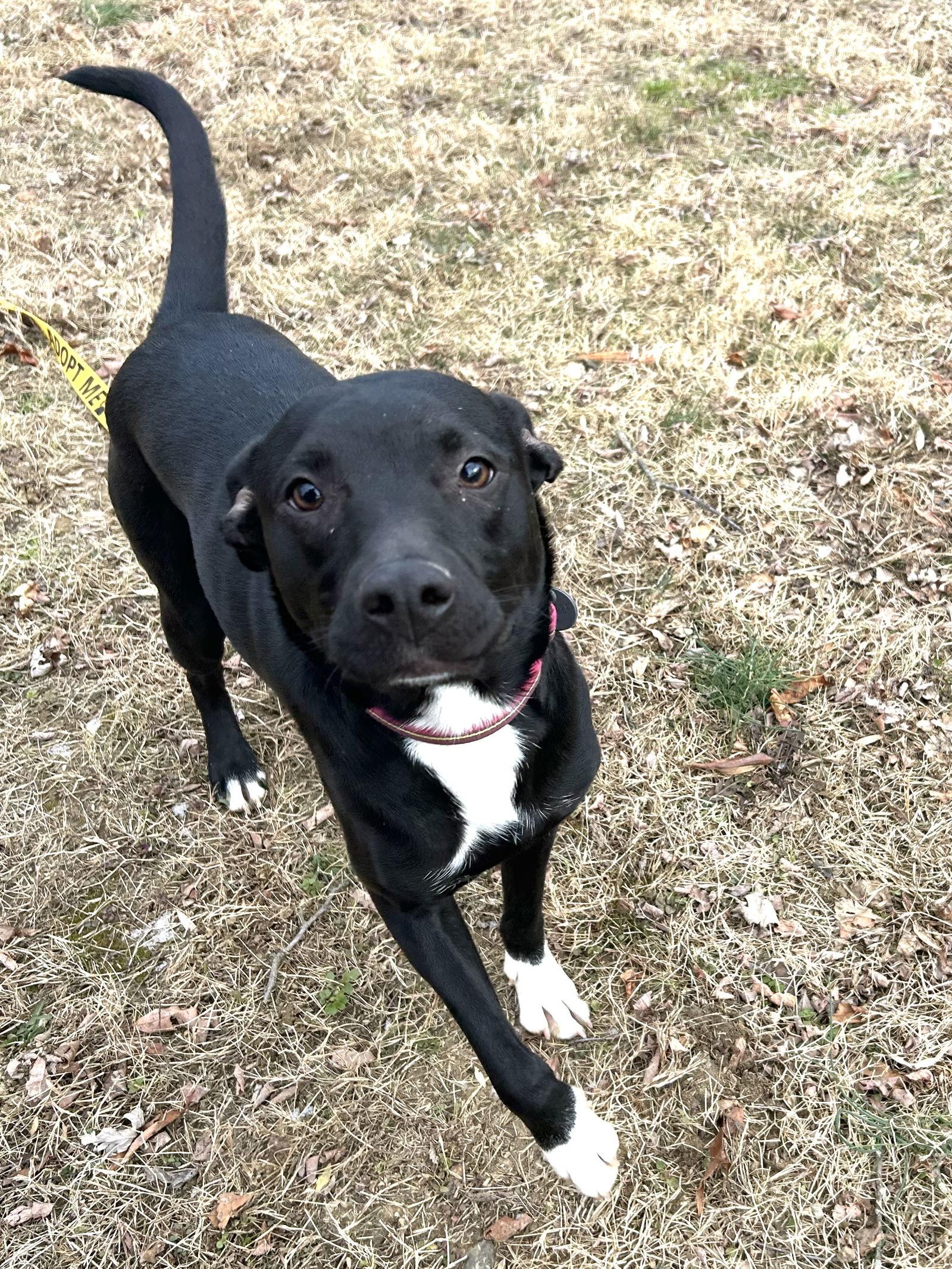 Enlarge SOCKS, a Adoptable Labrador Retriever in Elizabethtown, PA image 3/3