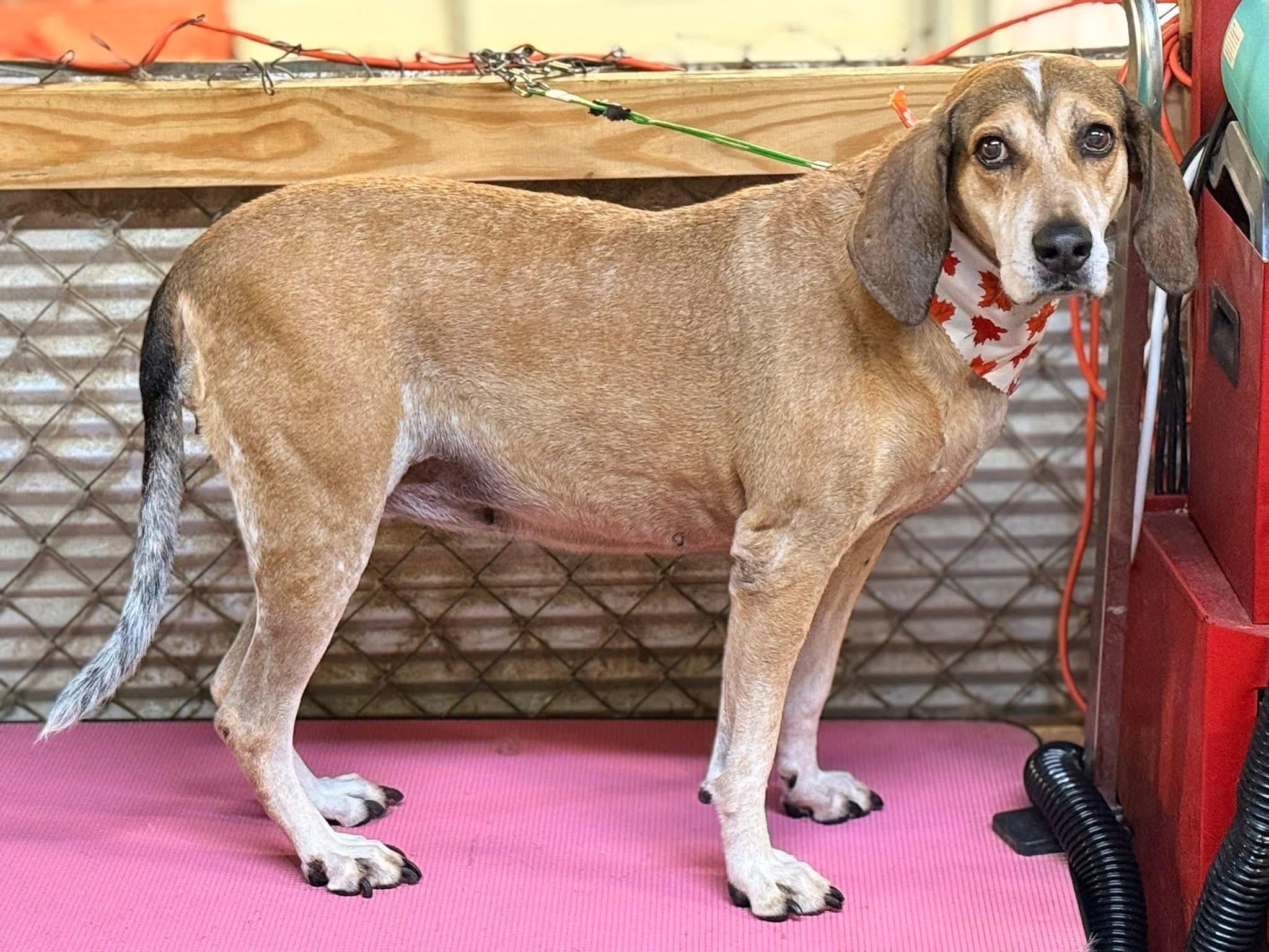 Enlarge Greta, a Adoptable mixed breed in Spring Hill, TN image 6/6