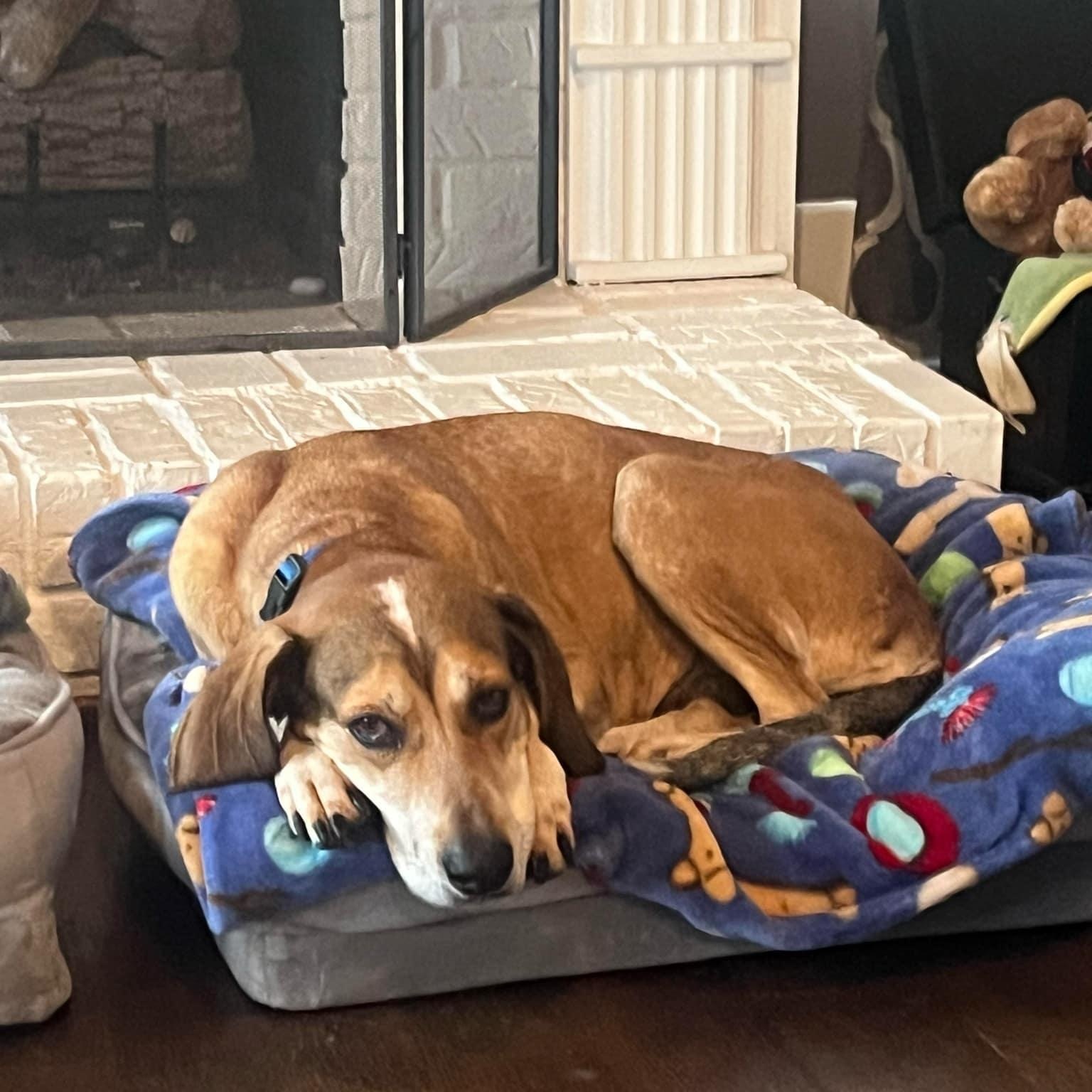 Enlarge Greta, a Adoptable mixed breed in Spring Hill, TN image 3/6