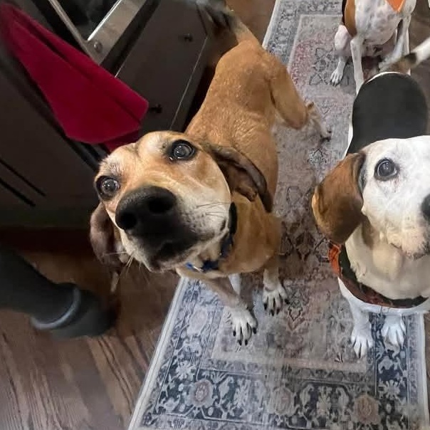 Enlarge Greta, a Adoptable mixed breed in Spring Hill, TN image 4/6