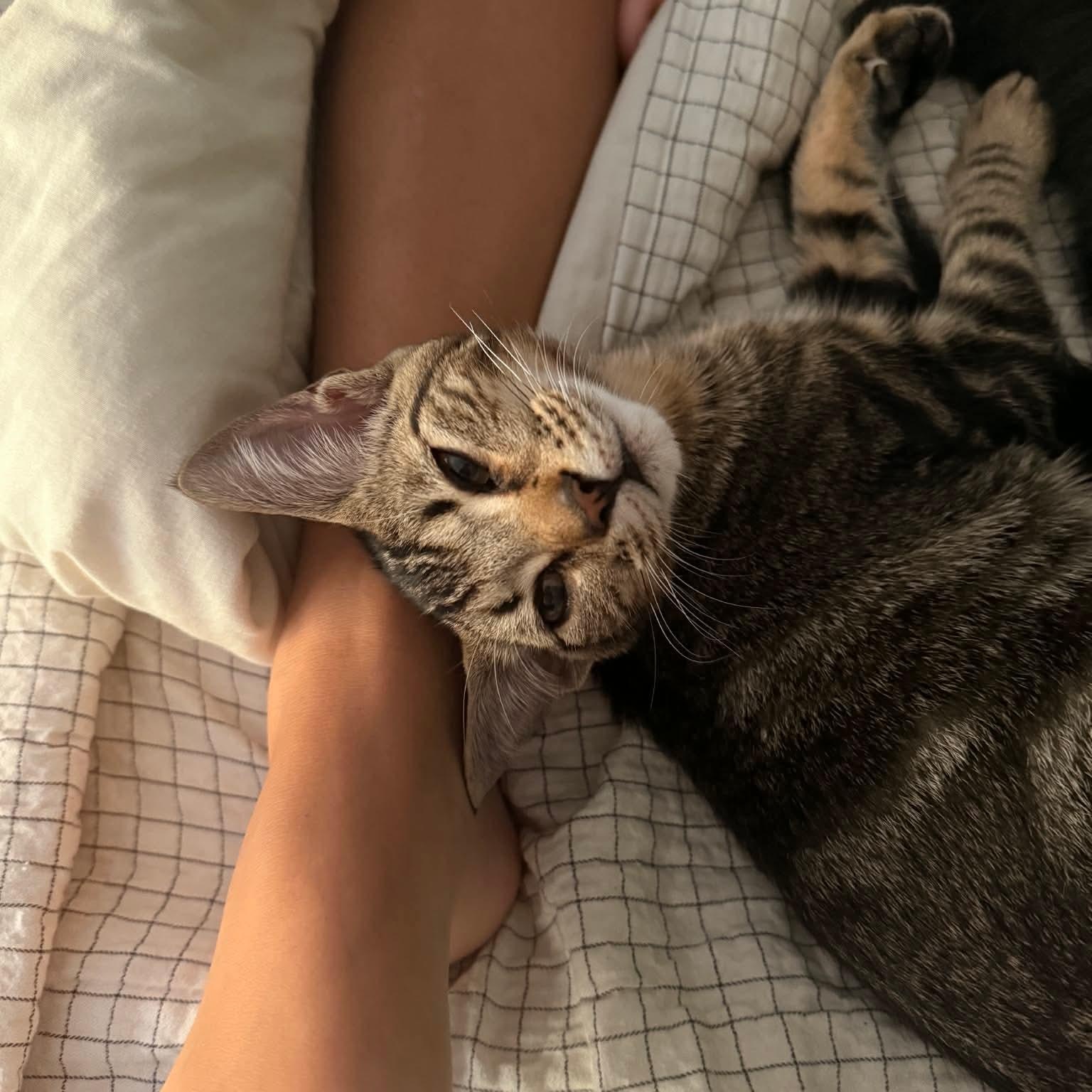 Shere Khan, a ADOPTABLE mixed breed in Gladstone, OR image 2/4