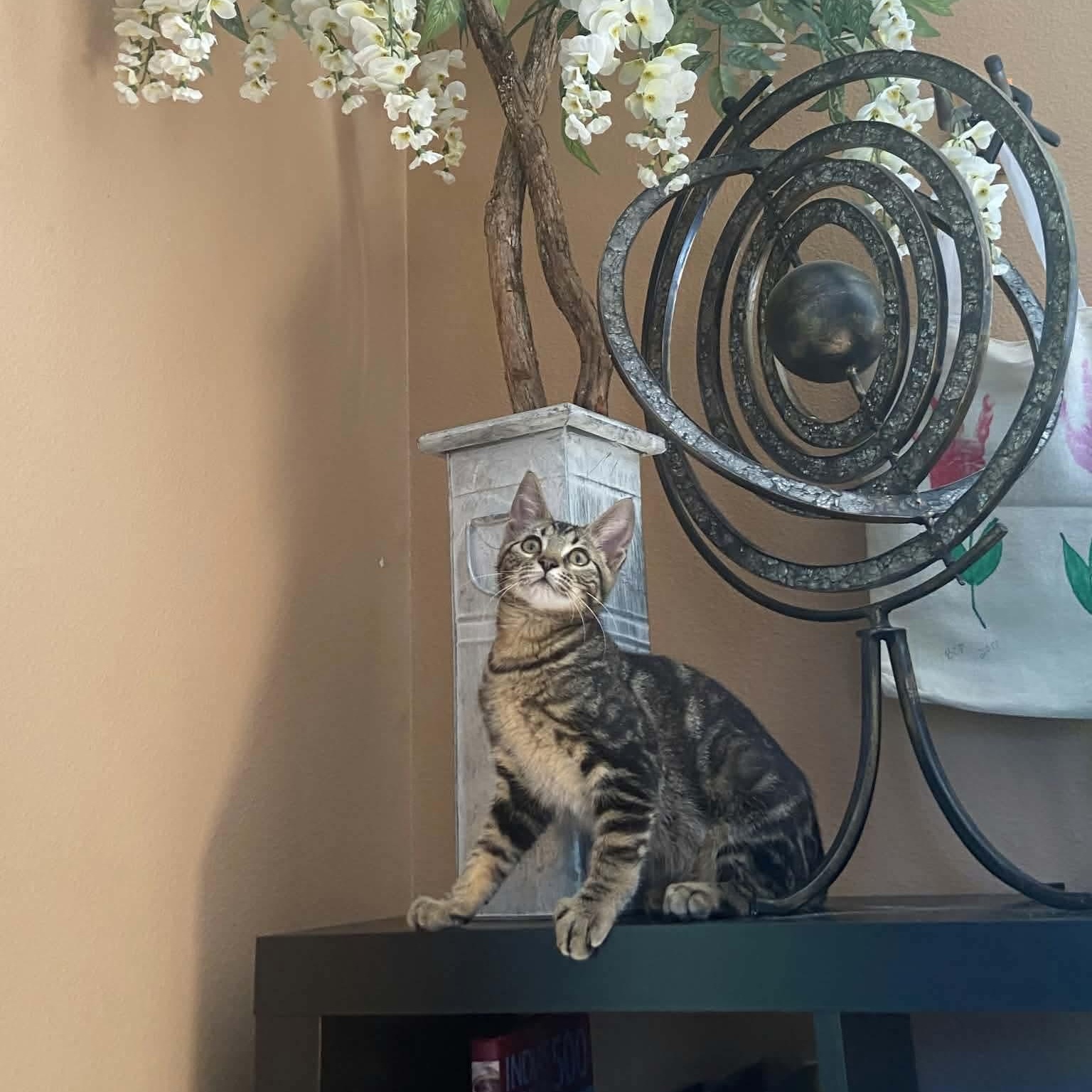 Shere Khan, a ADOPTABLE mixed breed in Gladstone, OR image 3/4