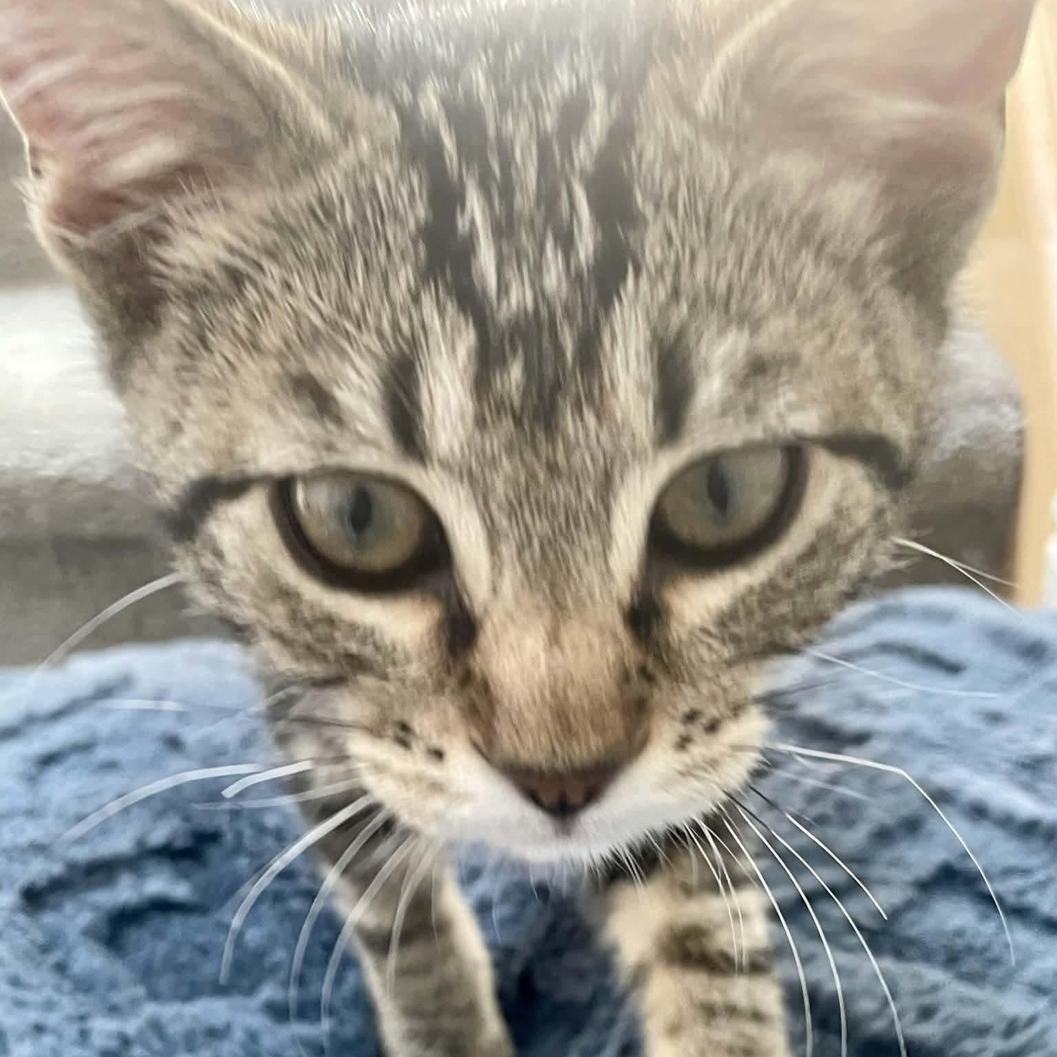 Shere Khan, a ADOPTABLE mixed breed in Gladstone, OR image 4/4