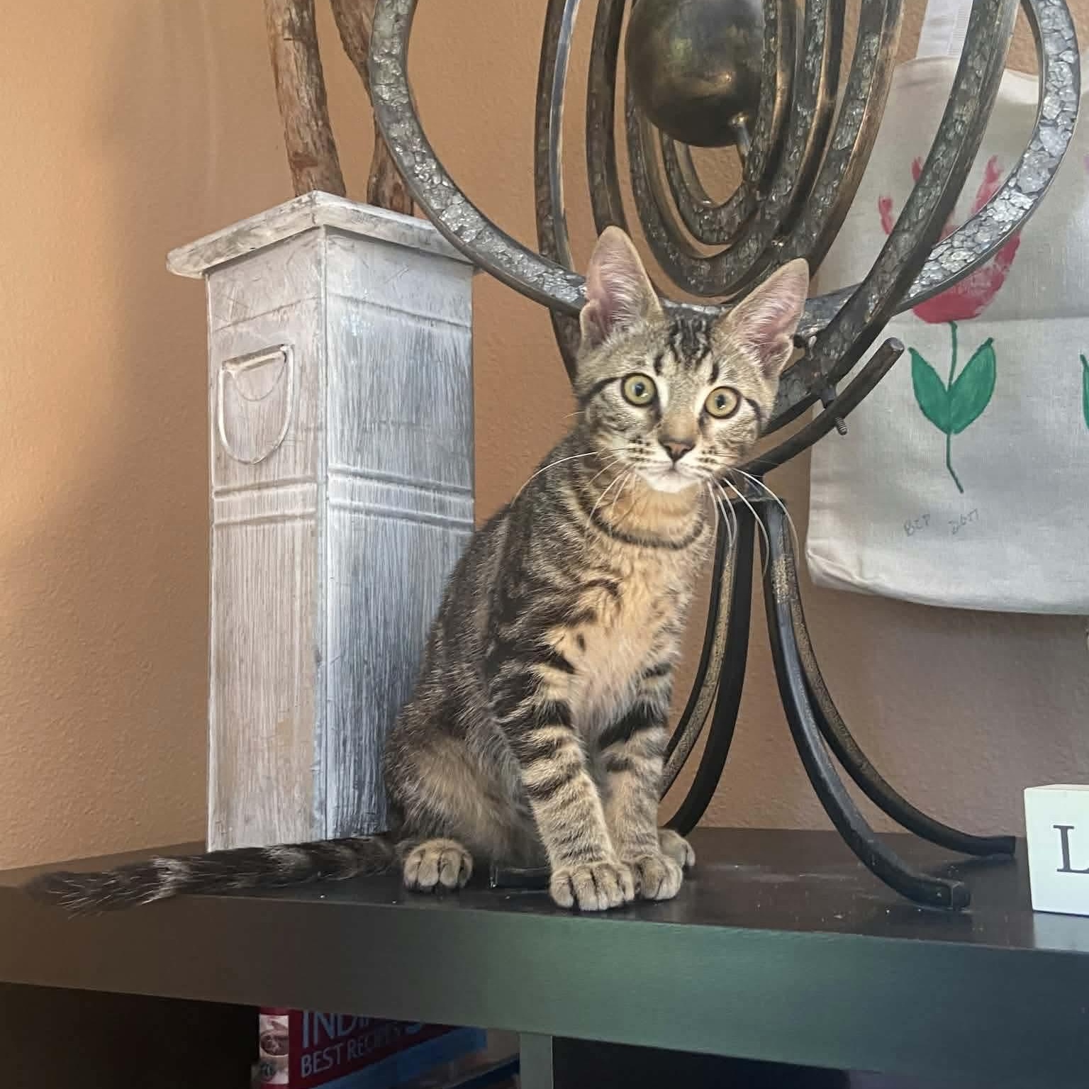 Shere Khan, ADOPTABLE, Kitten Male Tabby & Domestic Short Hair.