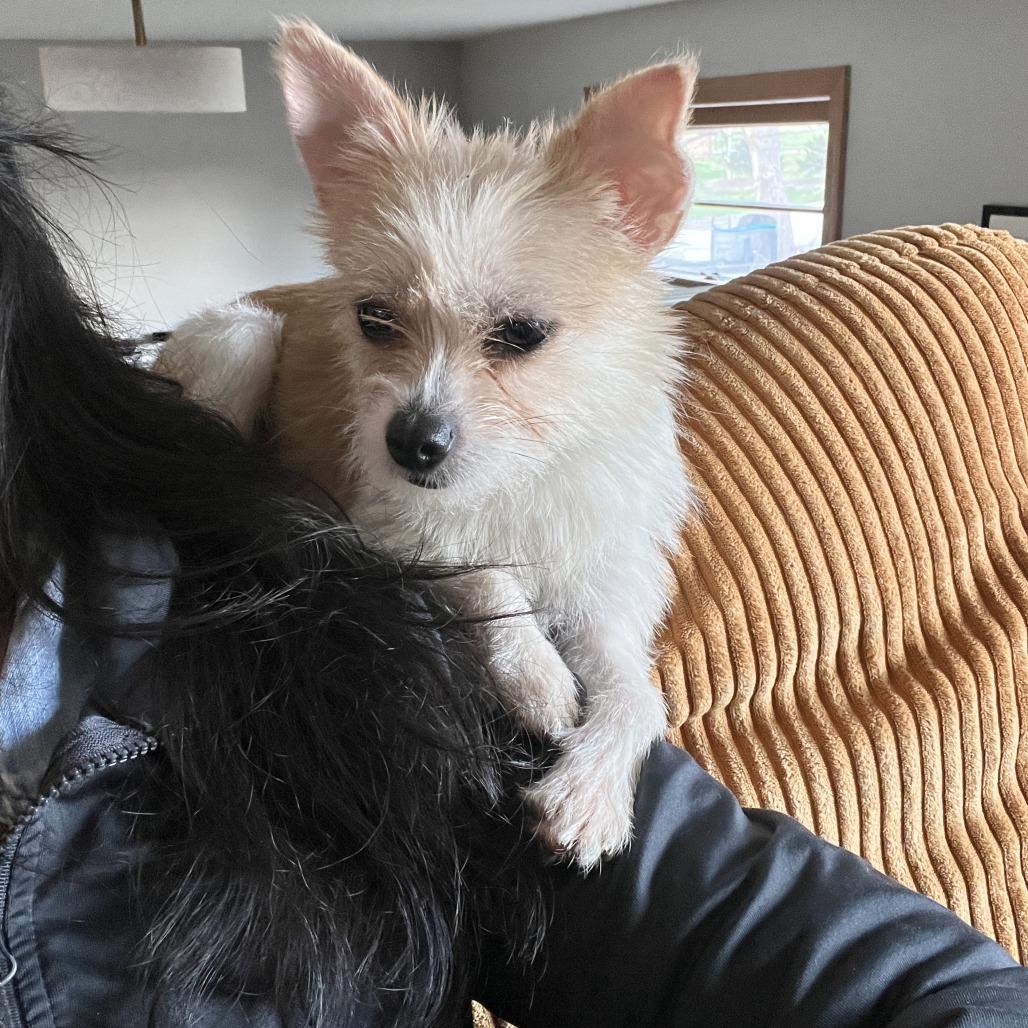 Paprika, Adoptable, Adult Female Terrier & Chihuahua.