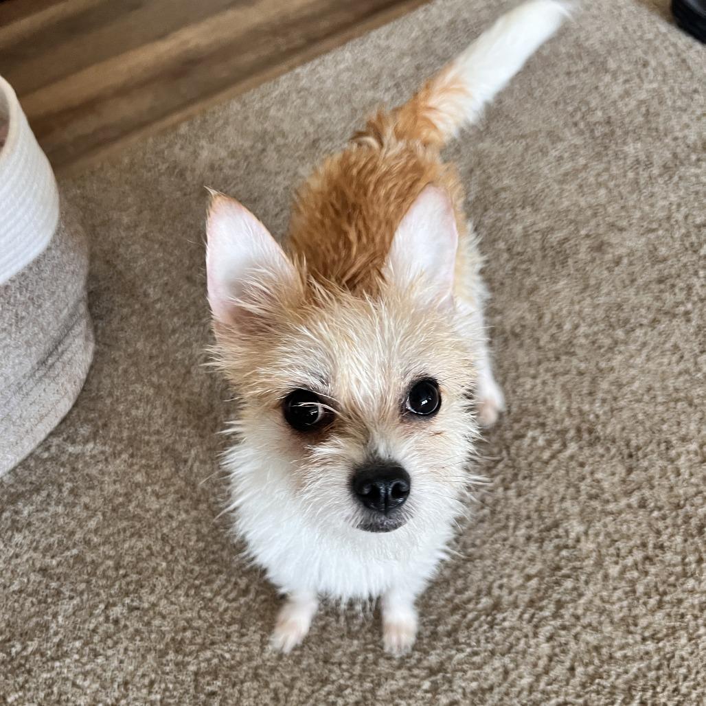 Paprika, a Adoptable mixed breed in Crystal, MN image 3/6