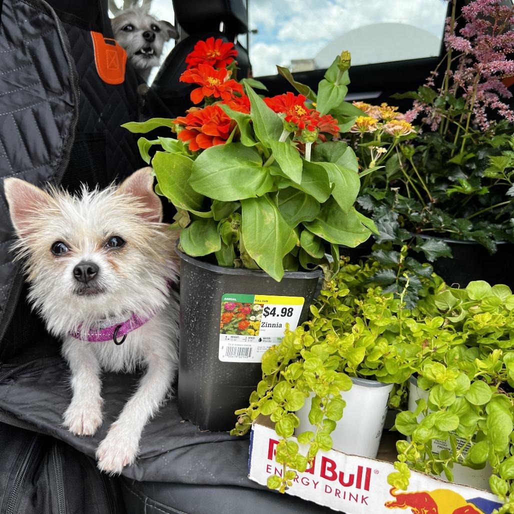 Paprika, a Adoptable mixed breed in Crystal, MN image 5/6