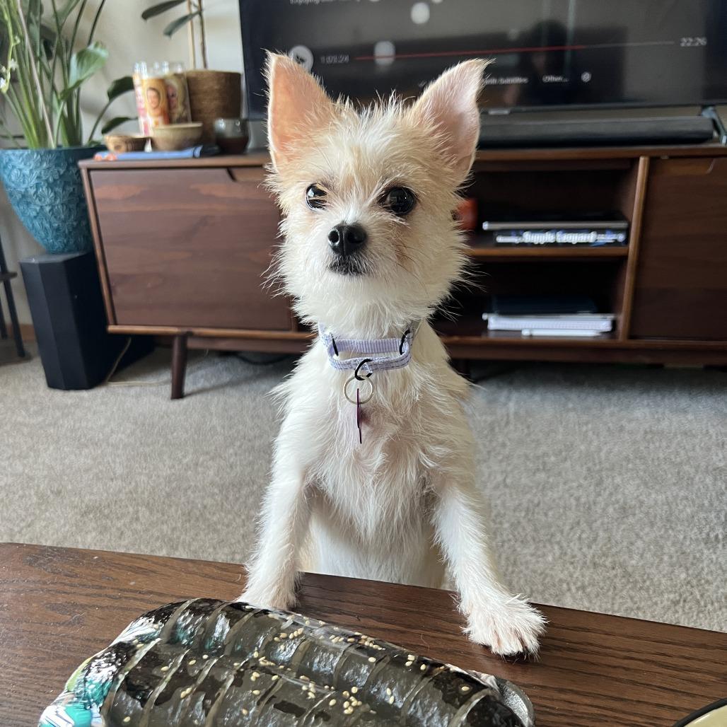 Paprika, a Adoptable mixed breed in Crystal, MN image 5/6