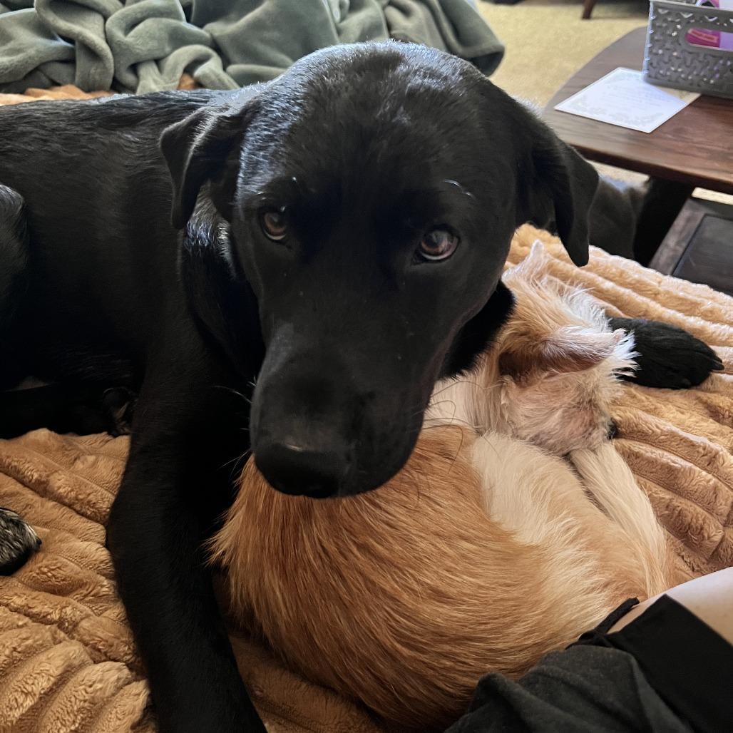 Paprika, a Adoptable mixed breed in Crystal, MN image 6/6
