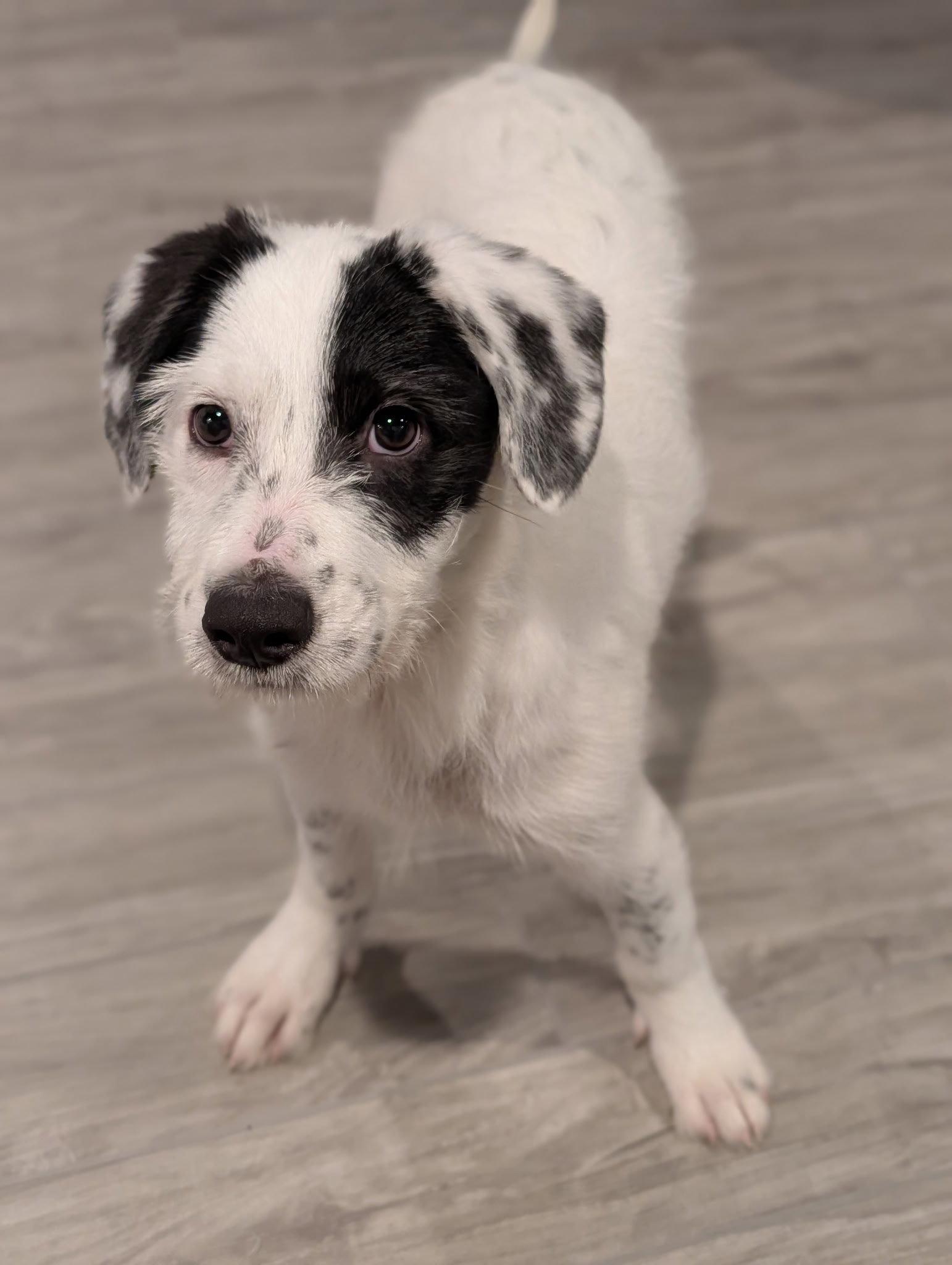 Enlarge Lyric, a Adoptable mixed breed in Springville, NY image 2/3