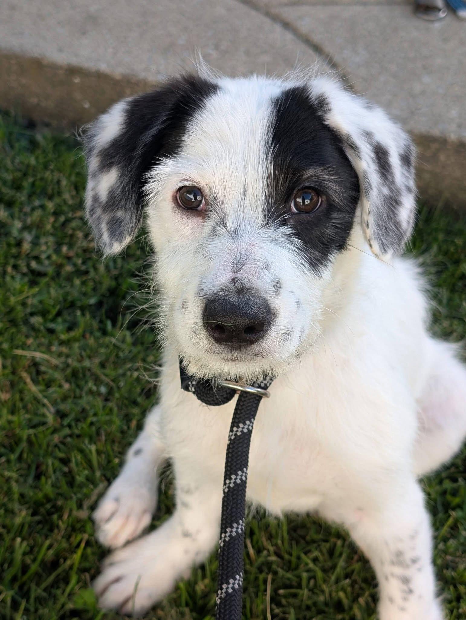 Enlarge Lyric, a Adoptable mixed breed in Springville, NY image 3/3