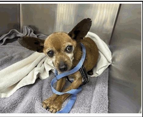 Sparky, Adopted, Senior Male Chihuahua.