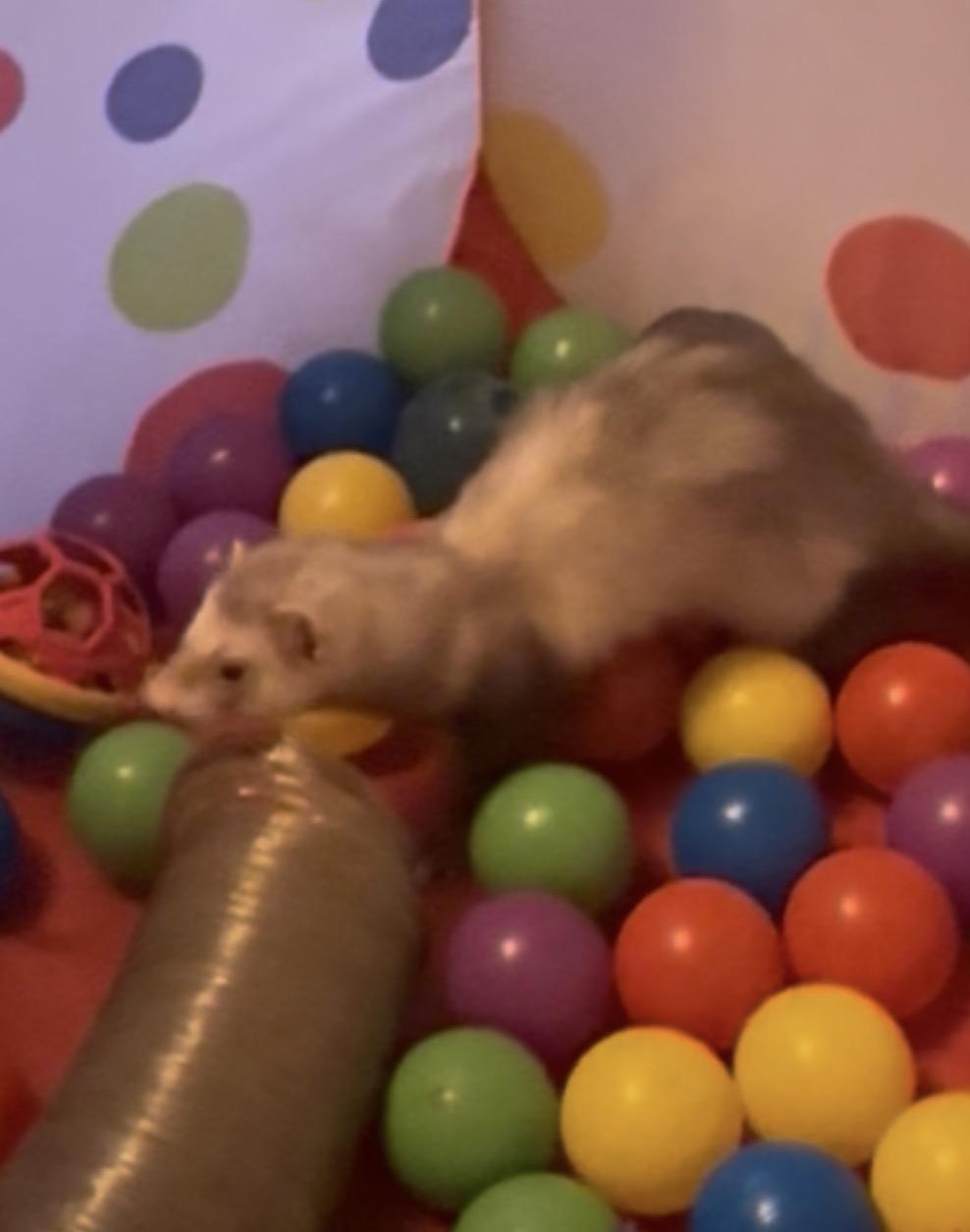 Enlarge Thali, a Adoptable Ferret in Andover, CT image 3/6