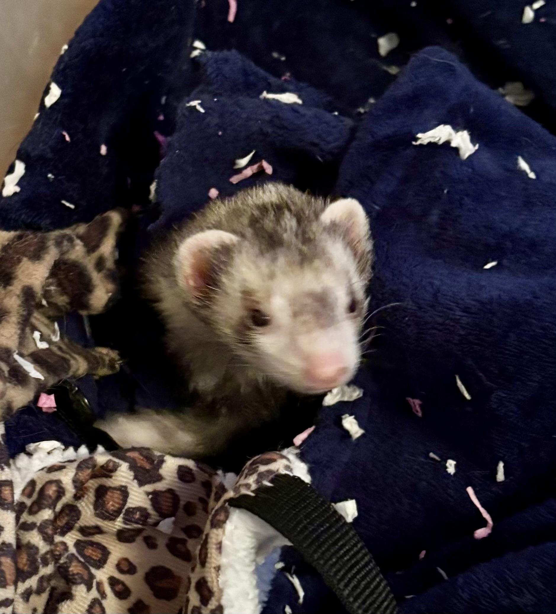 Thali, Adoptable, Young Female Ferret.