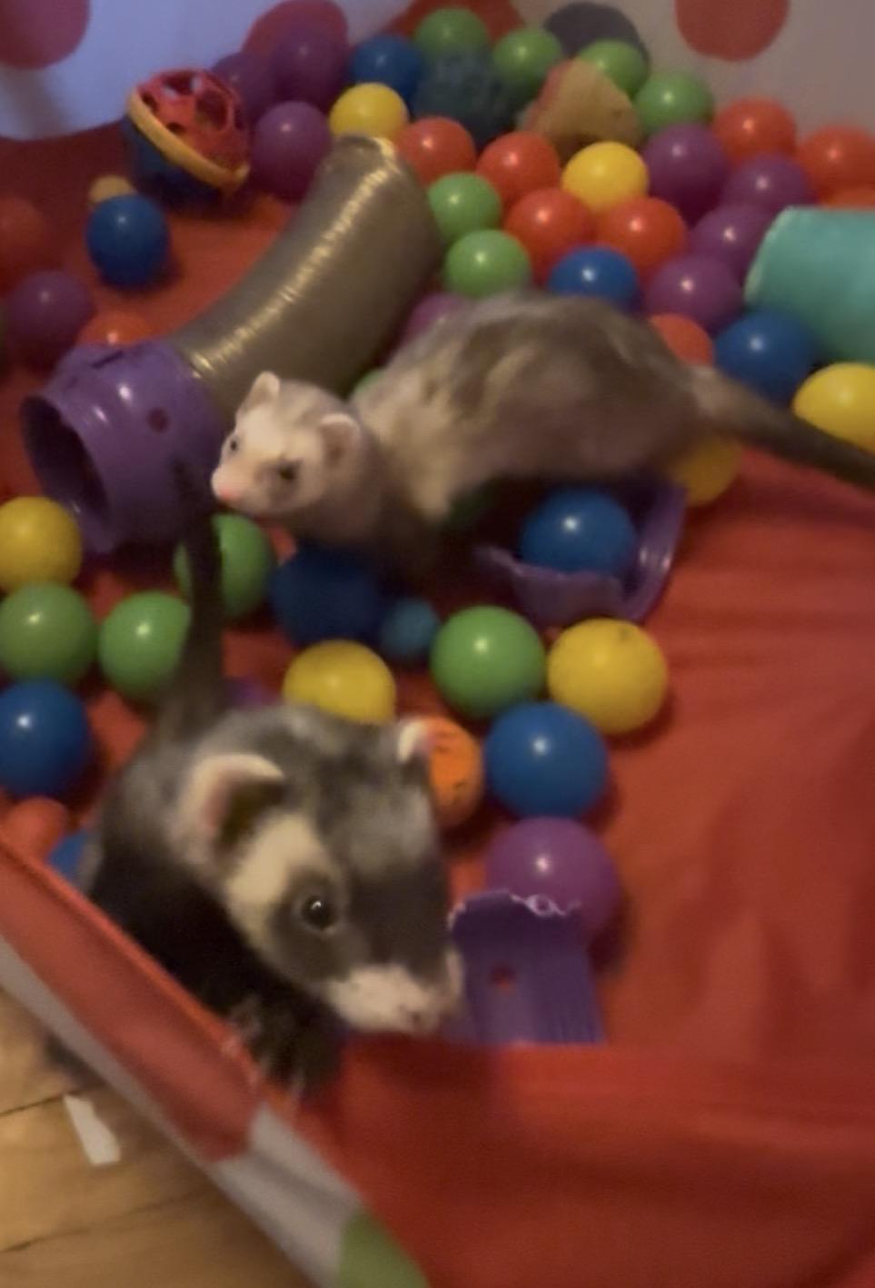 Enlarge Thali, a Adoptable Ferret in Andover, CT image 2/6