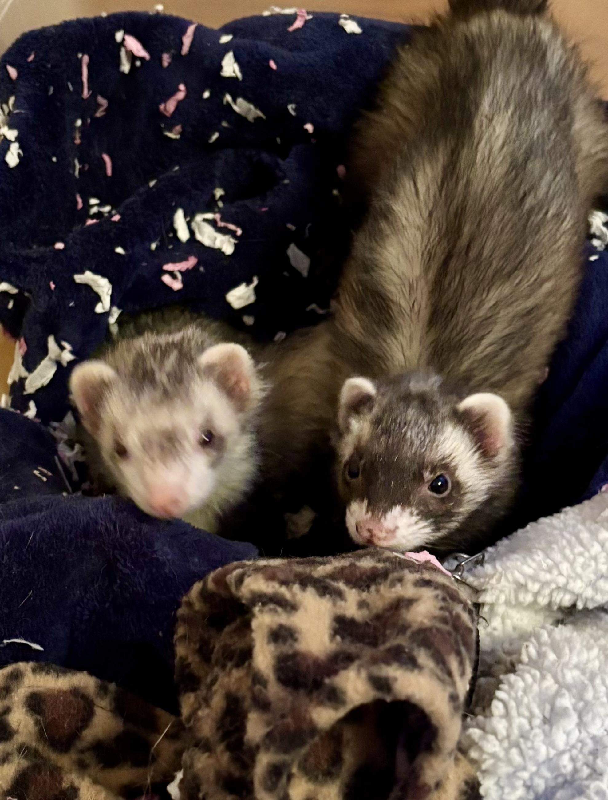 Enlarge Thali, a Adoptable Ferret in Andover, CT image 5/6