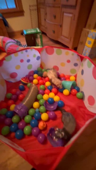 Enlarge Thali, a Adoptable Ferret in Andover, CT video 6/6