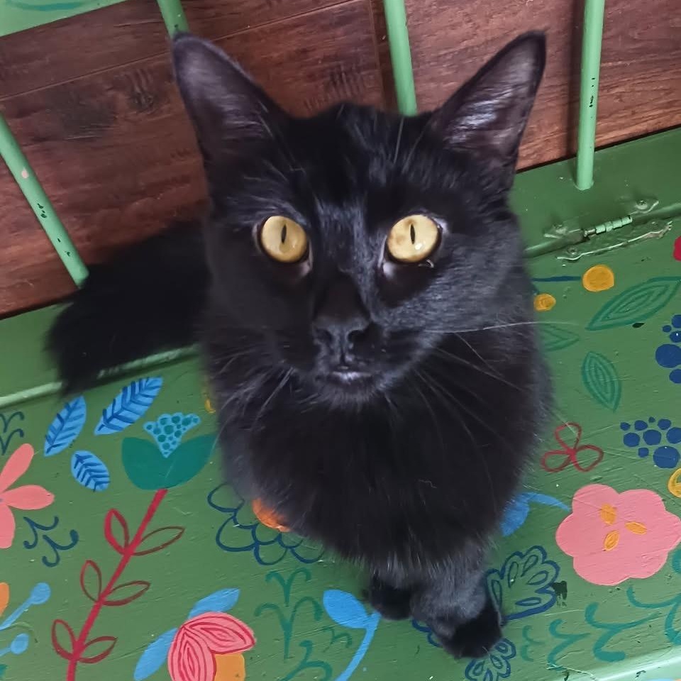 Dawn - ADOPTION PENDING! 5